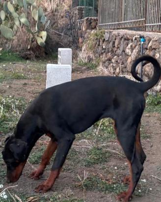 Dobermann