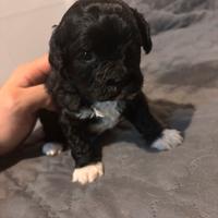 Cuccioli di Shih Poo (info in descrizione)