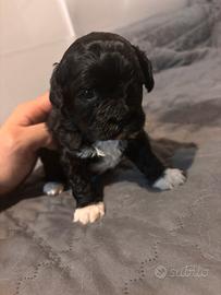 Cuccioli di Shih Poo (info in descrizione)