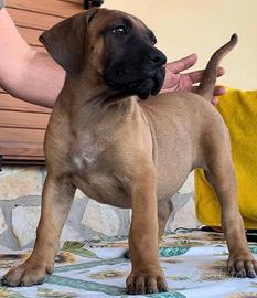 Perro De Presa Canario