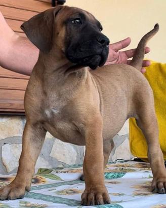 Perro De Presa Canario