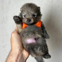 CUCCIOLO Volpino pomerania TOY spitz orange