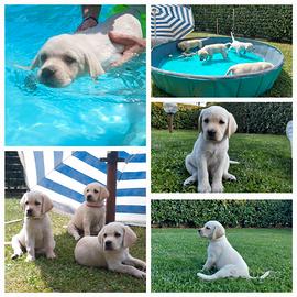 Cuccioli Labrador