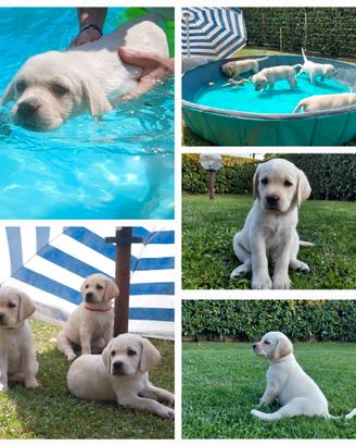 Cuccioli Labrador