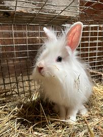 Coniglio testa di leone bianco