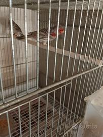 Coppia agata rosso mosaico