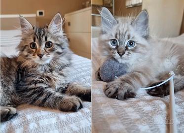 Cuccioli gatto Siberiano