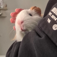 Porcellino d'india o cavia