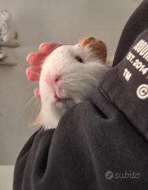 Porcellino d'india o cavia