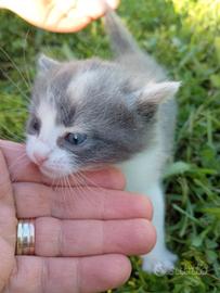 Gattini