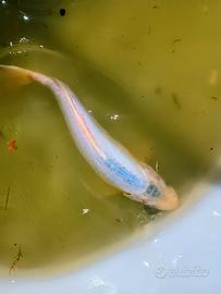 Carpa koi cm.30 ad euro 8