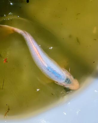 Carpa koi cm.30 ad euro 8