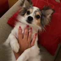 Chihuahua 7 anni