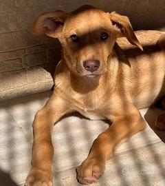 Cucciolo Paolo, 4 mesi