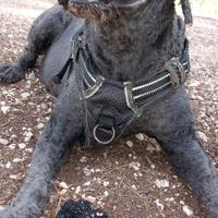 Lagotto maschio disponibile per Accoppiamento