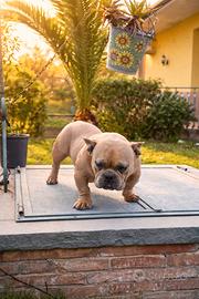 Cucciolo bully micro 9 mesi