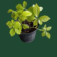 Pianta dell'immortalità, Gynostemma pentaphyllum