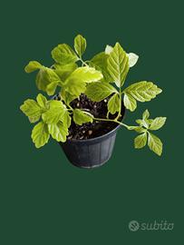 Pianta dell'immortalità, Gynostemma pentaphyllum