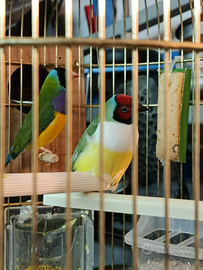 Diamanti Gould australiani