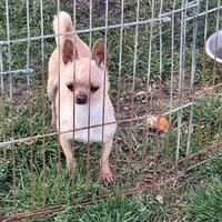 Chihuahua femmina di due anni