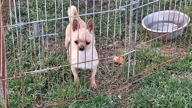 Chihuahua femmina di due anni