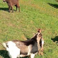 Vendo capre tibetane nane