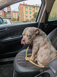 American bully