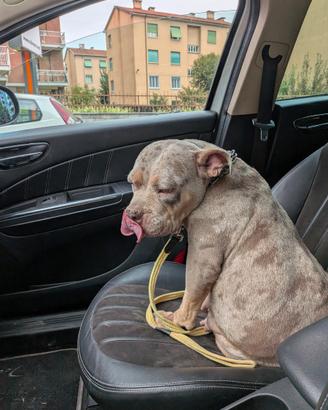 American bully