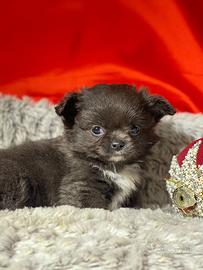 Chihuahua cucciola blu e bianco pelo lungo