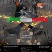 Cuccioli di Dobermann