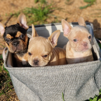 Bulldog francese bouledogue