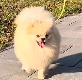 Cuccioli volpino Spitz