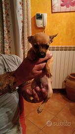 Pincher chihuahua