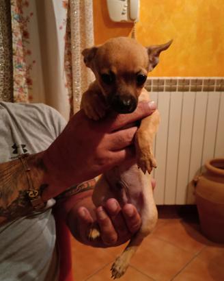 Pincher chihuahua