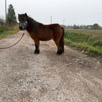Pony femmina