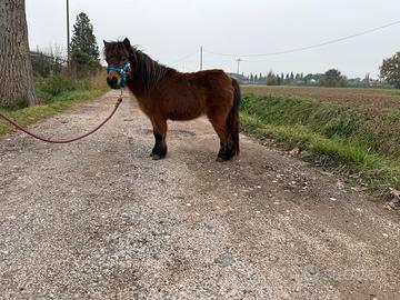 Pony femmina