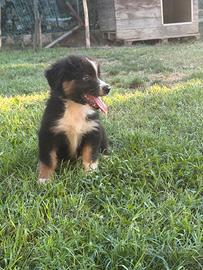 Cucciolo pastore australiano