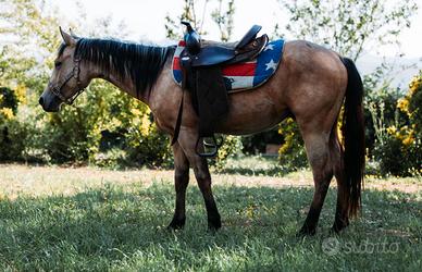 Puledro Quarter Horse buckskin 2024