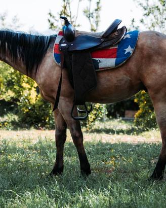 Puledro Quarter Horse buckskin 2024