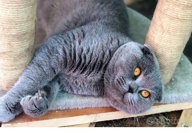 Gatto Scottish Fold e string
