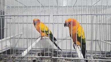 Coppia riproduttrice di conuro del sole