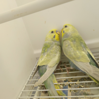 Coppia Cocorite rainbow