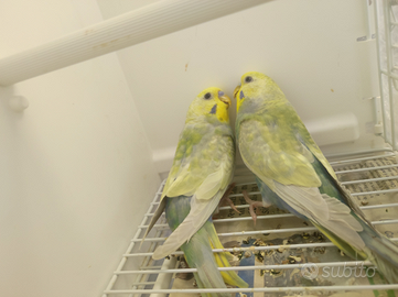 Coppia Cocorite rainbow