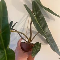 Philodendron billietiae