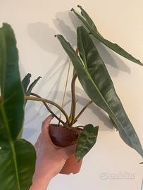 Philodendron billietiae