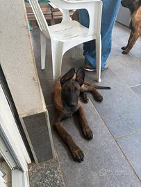 Pastore Bergamo Malinois