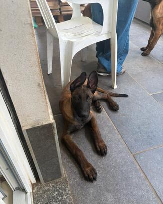 Pastore Bergamo Malinois