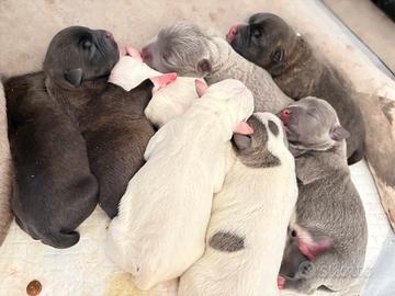 Cuccioli Staffordshire Bull Terrier