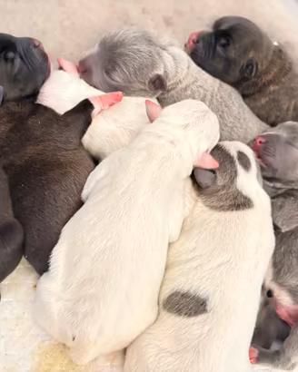 Cuccioli Staffordshire Bull Terrier