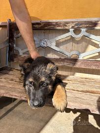 Pastori tedeschi originali